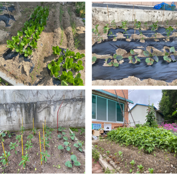 [선배시민 자원봉사단] 텃밭 이미지