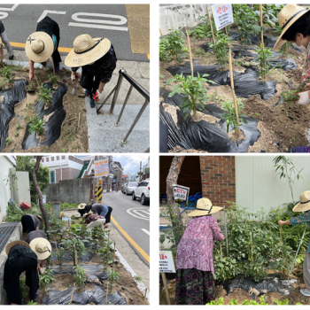 [선배시민자원봉사단] '실버그린파머' 9회기 진행 이미지