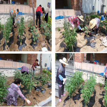 [선배시민자원봉사단] 실버그린파머 6회기 진행 이미지