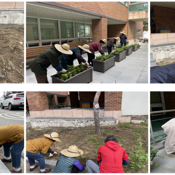 [선배시민 실버그린파머] 10월 작물관리 봉사활동 진행 이미지