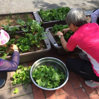 [분관/기린봉노인복지관]텃밭가꾸기 3회기 진행 이미지